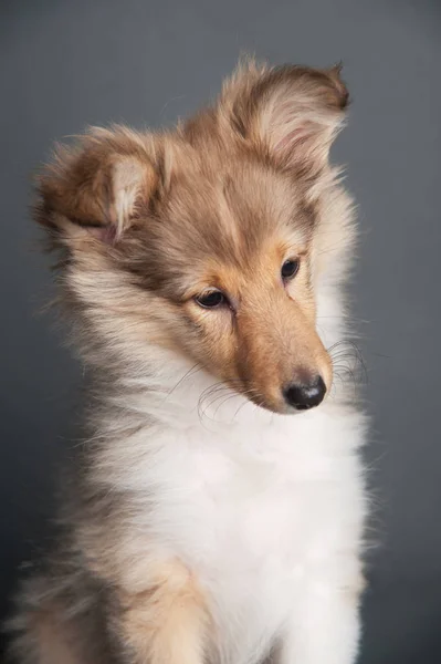 Sheltland cachorro de perro pastor en el estudio — Foto de Stock