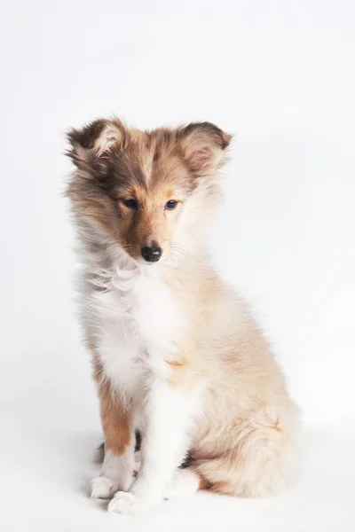 Chiot de berger Sheltland dans le studio — Photo