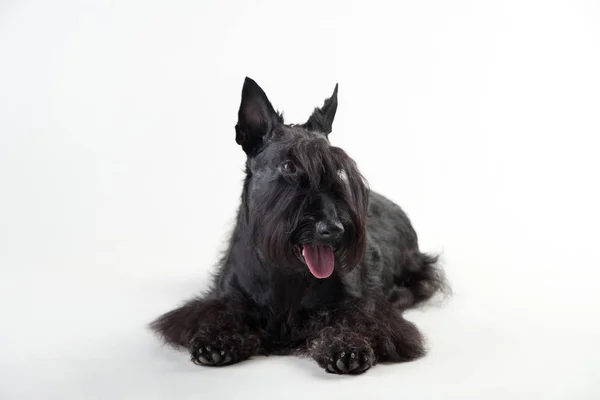 Terrier escocês jovem em um fundo branco — Fotografia de Stock