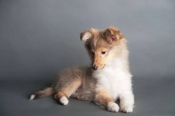 Sheltland Cucciolo di cane da pastore in studio — Foto Stock