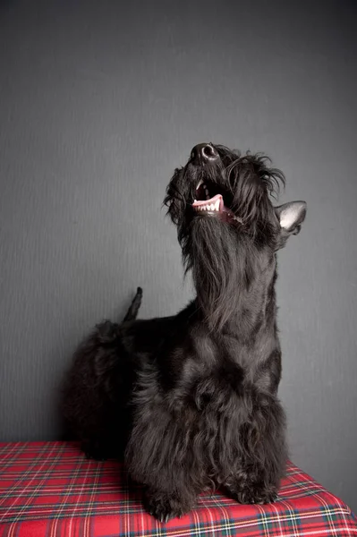 Young scottish terrier on a tartan cloth — Stock Photo, Image