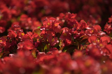 Bahçede kırmızı begonya yakın çekim