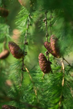 Ormanda yeşil iğneler üzerinde genç koniler