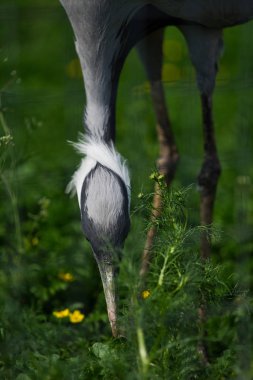 Yeşil çimenlerde gri bir otun yakın çekim profili