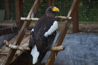 Büyük sarı gagalı yakın çekim kartal