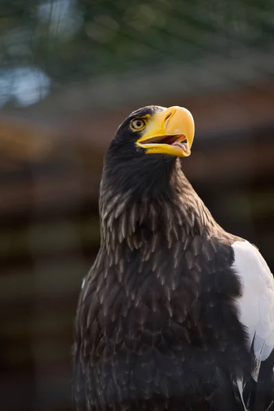 Águila de cerca con un gran pico amarillo —  Fotos de Stock