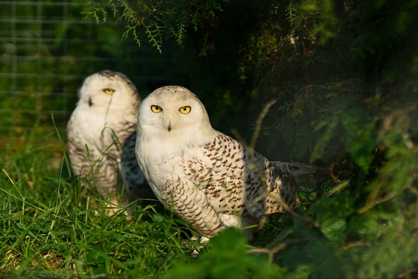 Two white polar owls in green thickets — Stock Photo, Image