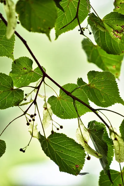 Güneşli bir ışınları ile yeşil yaprakları