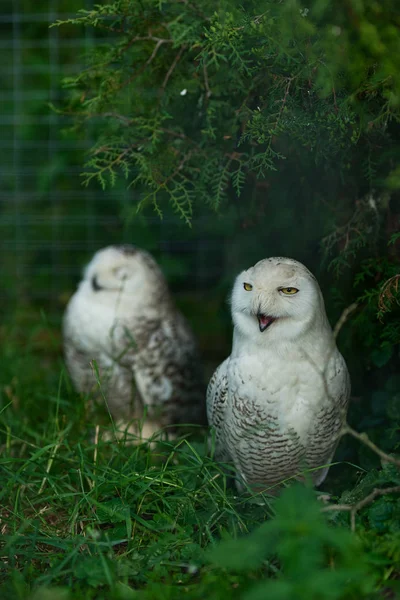 Dvě bílé Polární Sovy v zelených houštinách — Stock fotografie