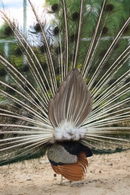 Bir publick parkta bir tavus kuşu arka tarafı