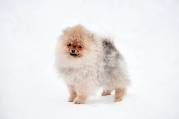 Χαριτωμένο κουτάβι Spiz σκυλάκι στο χιόνι — Φωτογραφία Αρχείου