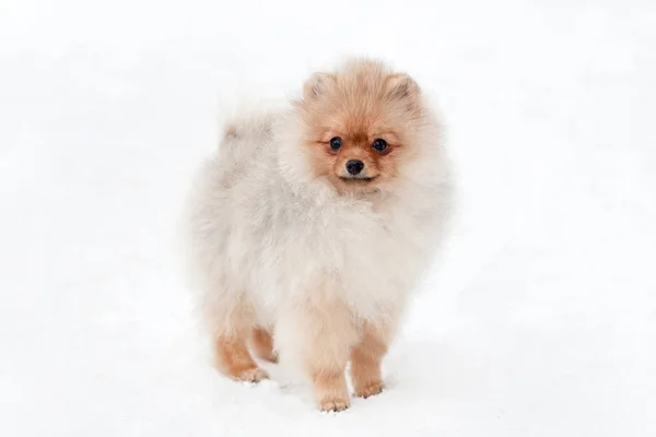 Cute Pomeranian spiz cachorro en la nieve — Foto de Stock
