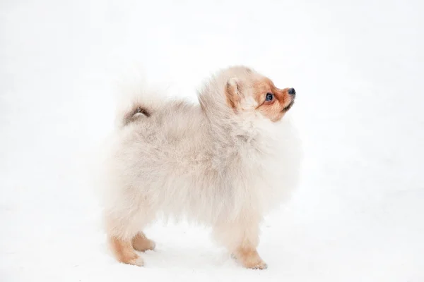 Bonito cachorro Pomeranian spiz na neve — Fotografia de Stock