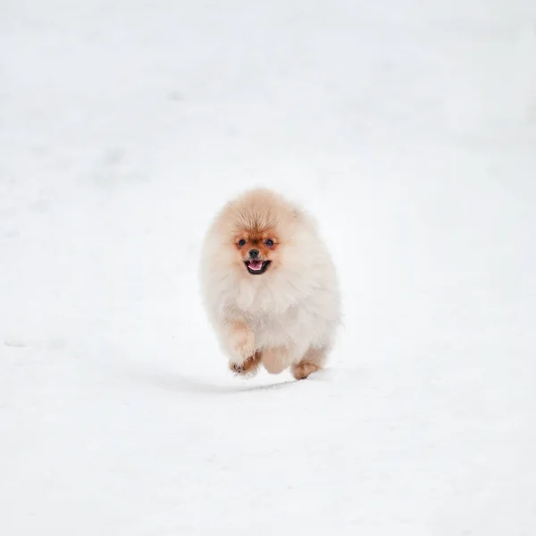 눈 위에 귀여운 포메라니아 스파이즈 강아지 — 스톡 사진