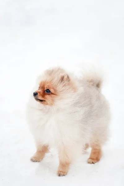 Söt Pomeranian spiz valp på snö — Stockfoto