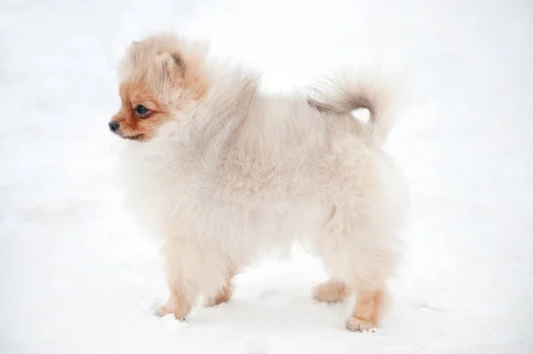 Cute Pomeranian spiz cachorro en la nieve — Foto de Stock