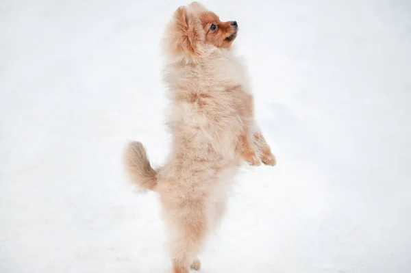 Schattige Pommeren spiz puppy smeken op sneeuw — Stockfoto