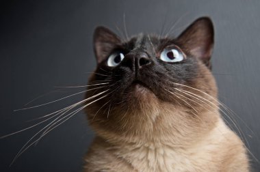 Siyam kedisinin yakın çekim portresi