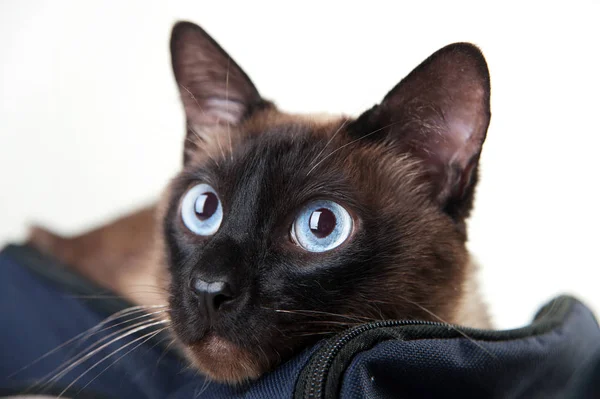 Közeli portréja Sziámi macska — Stock Fotó