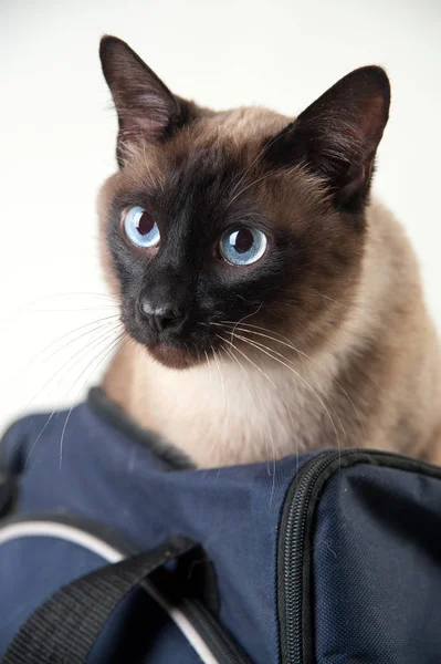 Close-up portret van Siamese kat — Stockfoto