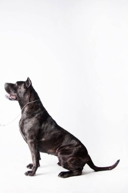 Yakın çekim siyah mastif beyaz üzerine izole