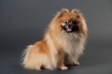 Pomeranian Spitz köpek izlemek siyah bir arka plan üzerinde ilgi ile
