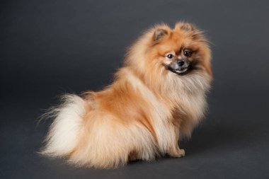 Pomeranian Spitz köpek izlemek siyah bir arka plan üzerinde ilgi ile