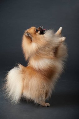 Pomeranian Spitz köpek siyah bir arka plan üzerinde yalvarıyor