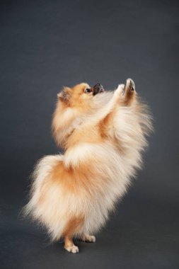 Pomeranian Spitz köpek siyah bir arka plan üzerinde atlamak