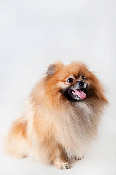 Pomeranian Spitz perro se sienta sobre un fondo blanco — Foto de Stock