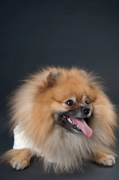 Pomeranian Spitz cão deitado sobre um fundo preto — Fotografia de Stock