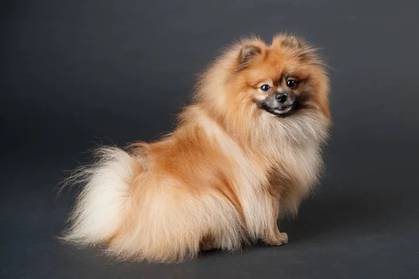 Reloj de perro Pomeranian Spitz con interés en un fondo negro — Foto de Stock