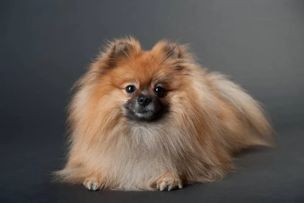 Pomeranian Spitz perro mendigando sobre un fondo negro — Foto de Stock