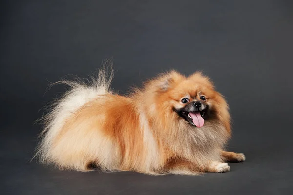 Pomeranian Spitz perro acostado sobre un fondo negro — Foto de Stock