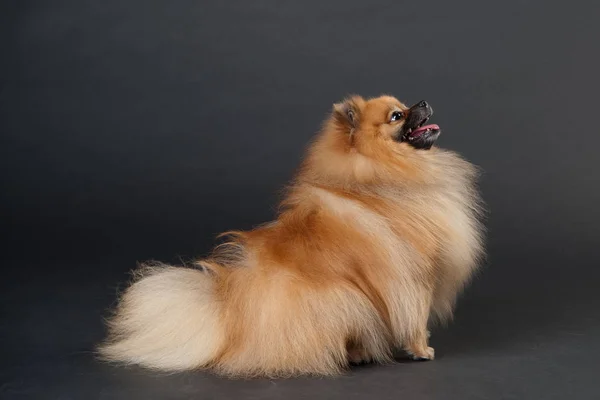 Montre Poméranie Spitz pour chien avec intérêt sur fond noir — Photo