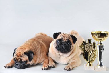 Stüdyoda beyaz izole iki pugs