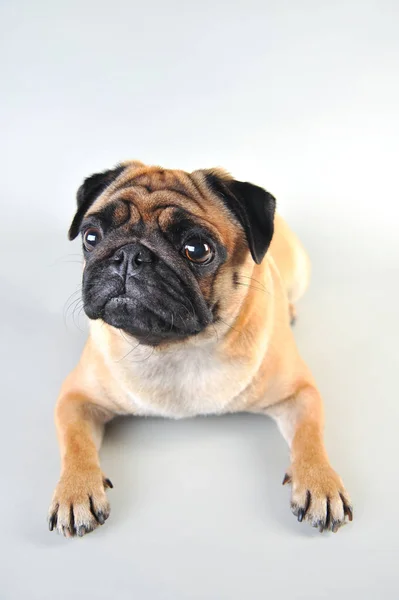 Schattige jonge Pug geïsoleerd op wit — Stockfoto