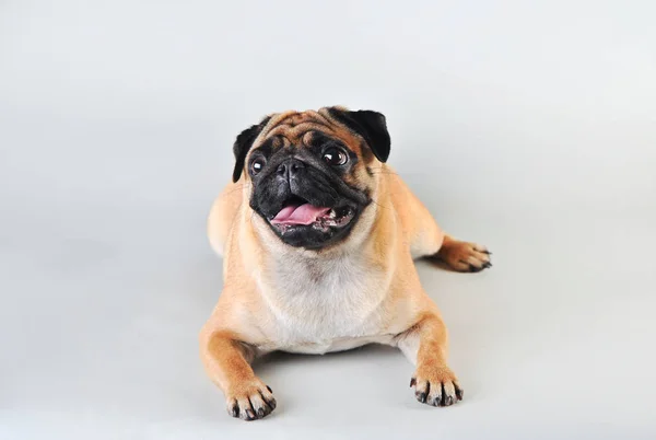 Schattige jonge Pug geïsoleerd op wit — Stockfoto