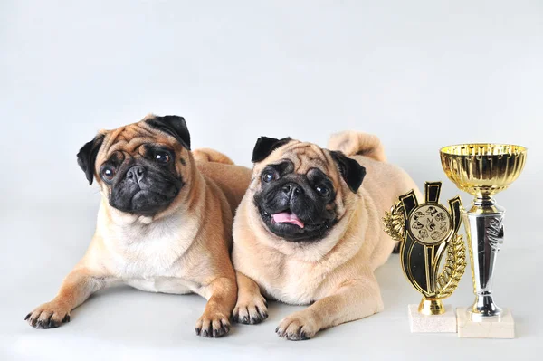 Twee pugs in Studio geïsoleerd op wit — Stockfoto