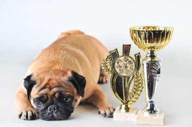 Beyaz izole stüdyoda kazanan bardak ile Sevimli pug