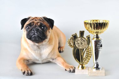 Beyaz izole stüdyoda kazanan bardak ile Sevimli pug