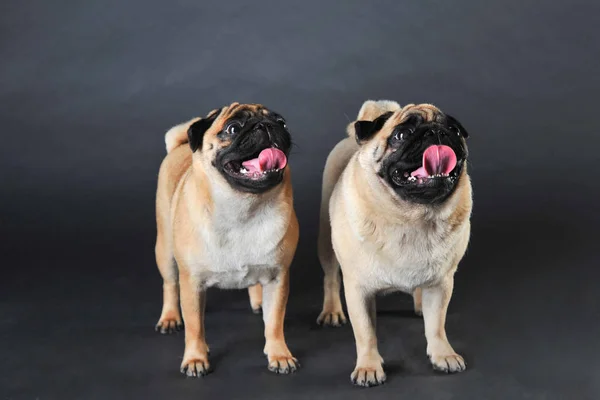 Twee schattige pugs in Studio geïsoleerd op donker — Stockfoto