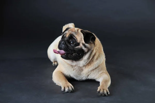 Carino carlino su uno sfondo scuro — Foto Stock