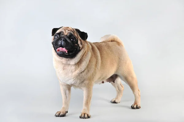 Sevimli genç pug beyaz izole