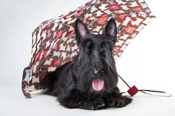 İskoç pelerinli genç İskoç terrier beyaz bir arka plan üzerinde yalvarıyor