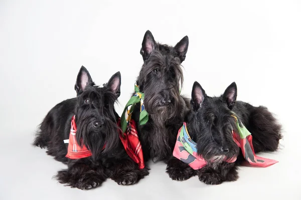 Beyaz bir arka plan üzerinde boynunda eşarplar ile Genç İskoç terrier