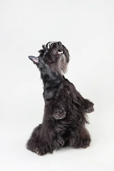 İskoç pelerinli genç İskoç terrier beyaz bir arka plan üzerinde yalvarıyor