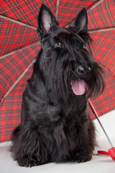 Young scottish terrier with umbrella on a white background — Stock Photo, Image