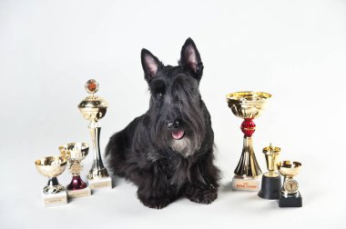 kazanan kupalar ile scotch terrier, zafer bardak ile köpek