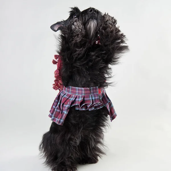 İskoç pelerinli genç İskoç terrier beyaz bir arka plan üzerinde yalvarıyor